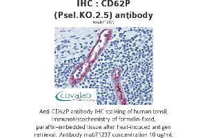 Image no. 1 for anti-Selectin P (Granule Membrane Protein 140kDa, Antigen CD62) (SELP) antibody (ABIN1724063) (P-Selectin 抗体)