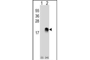 Western blot analysis of SUMO2/3 (arrow) using rabbit polyclonal SUMO2/3 Antibody (M1) (ABIN388030 and ABIN2845501). (SUMO2/3 抗体)