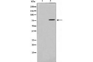 Western Blotting (WB) image for anti-T-Box 3 (TBX3) antibody (ABIN6265491)