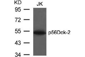 Image no. 3 for anti-DOK2 (DOK2) (AA 297-301) antibody (ABIN197540) (DOK2 抗体  (AA 297-301))