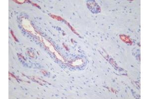 Immunohistochemistry (IHC) image for anti-Platelets antibody (ABIN781796) (Platelets 抗体)