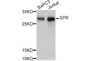 Western blot analysis of extracts of various cell lines, using SPR Antibody. (SPR 抗体  (AA 1-261))