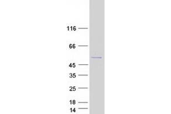 SNX31 Protein (Myc-DYKDDDDK Tag)