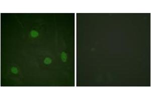 Immunofluorescence (IF) image for anti-Histone 3 (H3) (H3K23ac) antibody (ABIN2890731) (Histone 3 抗体  (H3K23ac))