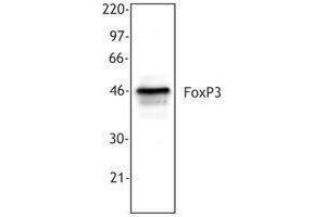 Western Blotting (WB) image for anti-Forkhead Box P3 (FOXP3) antibody (ABIN2664982) (FOXP3 抗体)