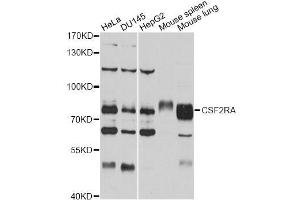 Western blot analysis of extracts of various cell lines, using CSF2RA antibody (ABIN5971066) at 1/1000 dilution. (CSF2RA 抗体)