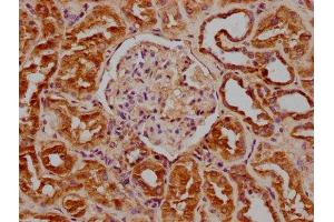 IHC image of ABIN7139867 diluted at 1:100 and staining in paraffin-embedded human kidney tissue performed on a Leica BondTM system. (GNG2 抗体  (AA 44-62))