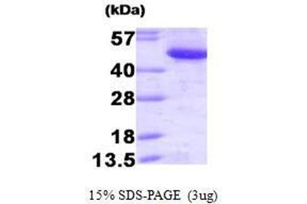 CTBP1 Protein (AA 1-440)