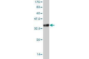 Western Blot detection against Immunogen (34. (HAND2 抗体  (AA 135-216))