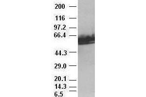 c-myc antibody (1A6) at 1:2000 with HeLa lysates (c-MYC 抗体)