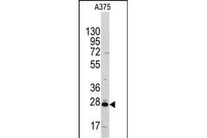 Western blot analysis of anti-CLIC1 Antibody (ABIN391851 and ABIN2841685) in  cell line lysates (35 μg/lane). (CLIC1 抗体)