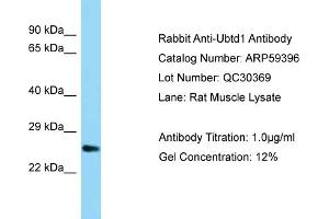 Western Blotting (WB) image for anti-Ubiquitin Domain Containing 1 (UBTD1) (C-Term) antibody (ABIN971974) (UBTD1 抗体  (C-Term))