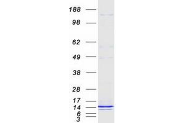 FXYD2 Protein (Transcript Variant A) (Myc-DYKDDDDK Tag)