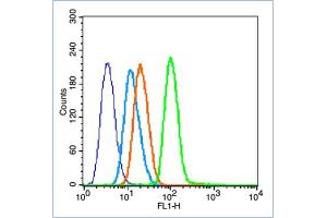 Image no. 6 for anti-Nuclear Factor-kB p65 (NFkBP65) (pSer536) antibody (ABIN730528)