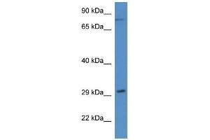 Western Blot showing Rad21 antibody used at a concentration of 1. (RAD21 抗体  (N-Term))