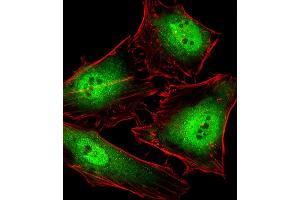 Fluorescent image of Hela cells stained with POLR2C Antibody (C-term) B. (POLR2C 抗体  (C-Term))