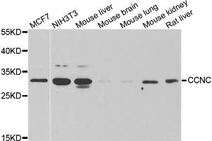 Western blot analysis of extracts of various cell lines, using CCNC antibody. (Cyclin C 抗体)