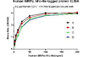 A: Human SIRPα, hFc-His tagged protein without freeze-thaw treatment. (SIRPA Protein (AA 31-373) (Fc-His Tag))