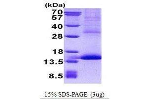 CD42a 蛋白