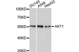 Western blot analysis of extracts of various cells, using AKT1 antibody. (AKT1 抗体)