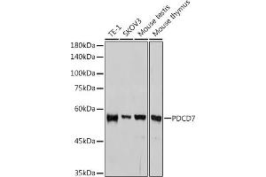 Western blot analysis of extracts of various cell lines, using PDCD7 antibody (ABIN3022039, ABIN3022040, ABIN3022041, ABIN1513274 and ABIN1514421) at 1:1000 dilution. (PDCD7 抗体)