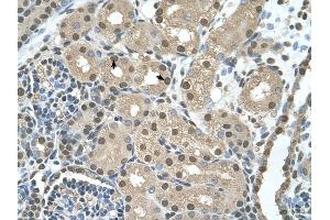 SBDS antibody was used for immunohistochemistry at a concentration of 4-8 ug/ml to stain Epithelial cells of renal tubule (arrows) in Human Kidney. (SBDS 抗体  (N-Term))