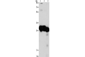 Western Blotting (WB) image for anti-Ketohexokinase (KHK) antibody (ABIN2429498) (Ketohexokinase 抗体)