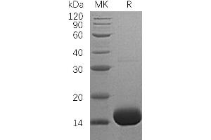 Greater than 95 % as determined by reducing SDS-PAGE. (IL-3 Protein (His tag))