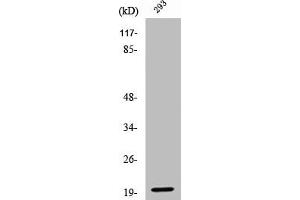 Western Blot analysis of 293 cells using Cleaved-Ephrin-A2 (N188) Polyclonal Antibody (Ephrin A2 抗体  (Cleaved-Asn188))