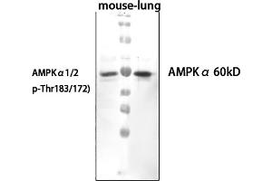 Western Blot analysis of mouse lung cells using primary antibody diluted at 1:1000 (4 °C overnight). (PRKAA1/PRKAA2 抗体  (pThr172, pThr183))