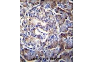 HIP1R Antibody (N-term) (ABIN655061 and ABIN2844690) immunohistochemistry analysis in formalin fixed and paraffin embedded human pancreas tissue followed by peroxidase conjugation of the secondary antibody and DAB staining. (HIP1R 抗体  (N-Term))