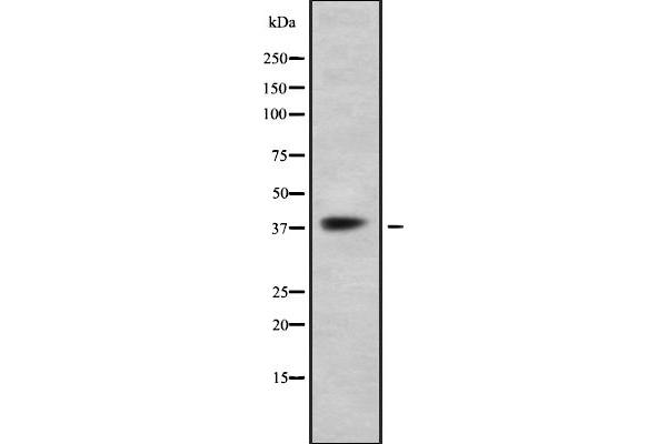 FFAR3 抗体  (C-Term)