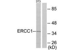 Western Blotting (WB) image for anti-Excision Repair Cross Complementing Polypeptide-1 (ERCC1) (AA 141-190) antibody (ABIN2889192) (ERCC1 抗体  (AA 141-190))