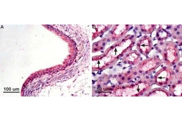 Aquaporin 7 抗体  (Intracellular, N-Term)