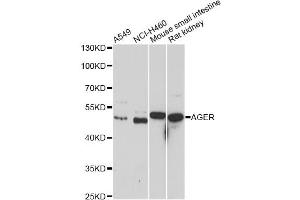 Western blot analysis of extracts of various cell lines, using AGER antibody (ABIN5970649) at 1/1000 dilution. (RAGE 抗体)
