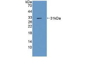 Western blot analysis of recombinant Rat CFLAR. (FLIP 抗体  (AA 43-281))