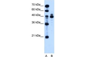 Western Blotting (WB) image for anti-Indian Hedgehog (IHH) antibody (ABIN2462836) (Indian Hedgehog 抗体)