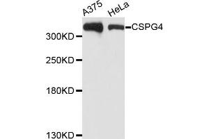 Western blot analysis of extracts of various cell lines, using CSPG4 antibody (ABIN5971860) at 1/1000 dilution. (NG2 抗体)
