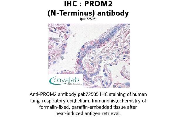 Prominin 2 抗体  (N-Term)
