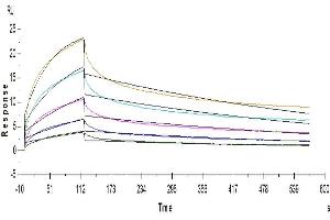 Surface Plasmon Resonance (SPR) image for Leukocyte Immunoglobulin-Like Receptor, Subfamily B (With TM and ITIM Domains), Member 2 (LILRB2) (AA 22-458) protein (Fc Tag) (ABIN7275169)