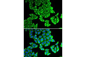 Immunofluorescence (IF) image for anti-Nucleolar Protein 3 (Apoptosis Repressor with CARD Domain) (NOL3) antibody (ABIN1980335) (NOL3 抗体)