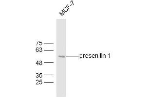 MCF7 lysates probed with Mouse Anti-presenilin 1 Polyclonal Antibody, Unconjugated  at 1:300 overnight at 4˚C. (Presenilin 1 抗体  (AA 299-350))