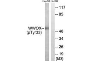 Western blot analysis of extracts from HepG2 cells treated with PMA 125ng/ml 30', using WWOX (Phospho-Tyr33) Antibody. (WWOX 抗体  (pTyr33))