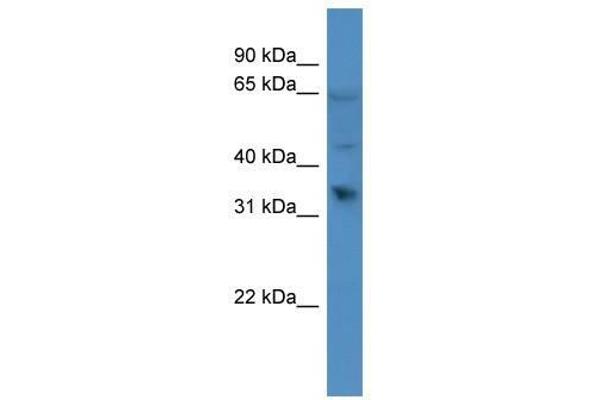 OR1D2 抗体  (C-Term)