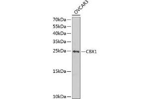 Western blot analysis of extracts of OVCAR-3 cells, using CBX1 antibody (ABIN1512680, ABIN3023224, ABIN3023225 and ABIN6219469) at 1:1000 dilution. (CBX1 抗体  (AA 1-185))