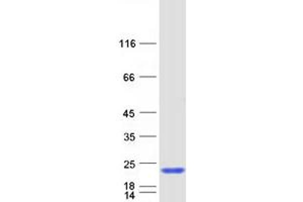 SAP18 Protein (Myc-DYKDDDDK Tag)