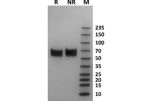 FCGR1A Protein (AA 16-281) (His-Avi Tag,Biotin)