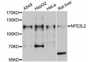 Western blot analysis of extracts of various cell lines, using NFE2L2 antibody (ABIN5998330) at 1/1000 dilution. (NRF2 抗体)