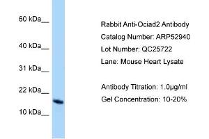 Western Blotting (WB) image for anti-OCIA Domain Containing 2 (OCIAD2) (N-Term) antibody (ABIN2785162) (OCIAD2 抗体  (N-Term))