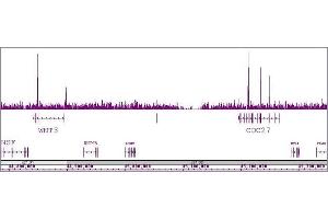 ChIP DNA-Sequencing (ChIP-seq) image for anti-Transcription Factor 7-Like 1 (T-Cell Specific, HMG-Box) (TCF7L1) (N-Term) antibody (ABIN6972849)